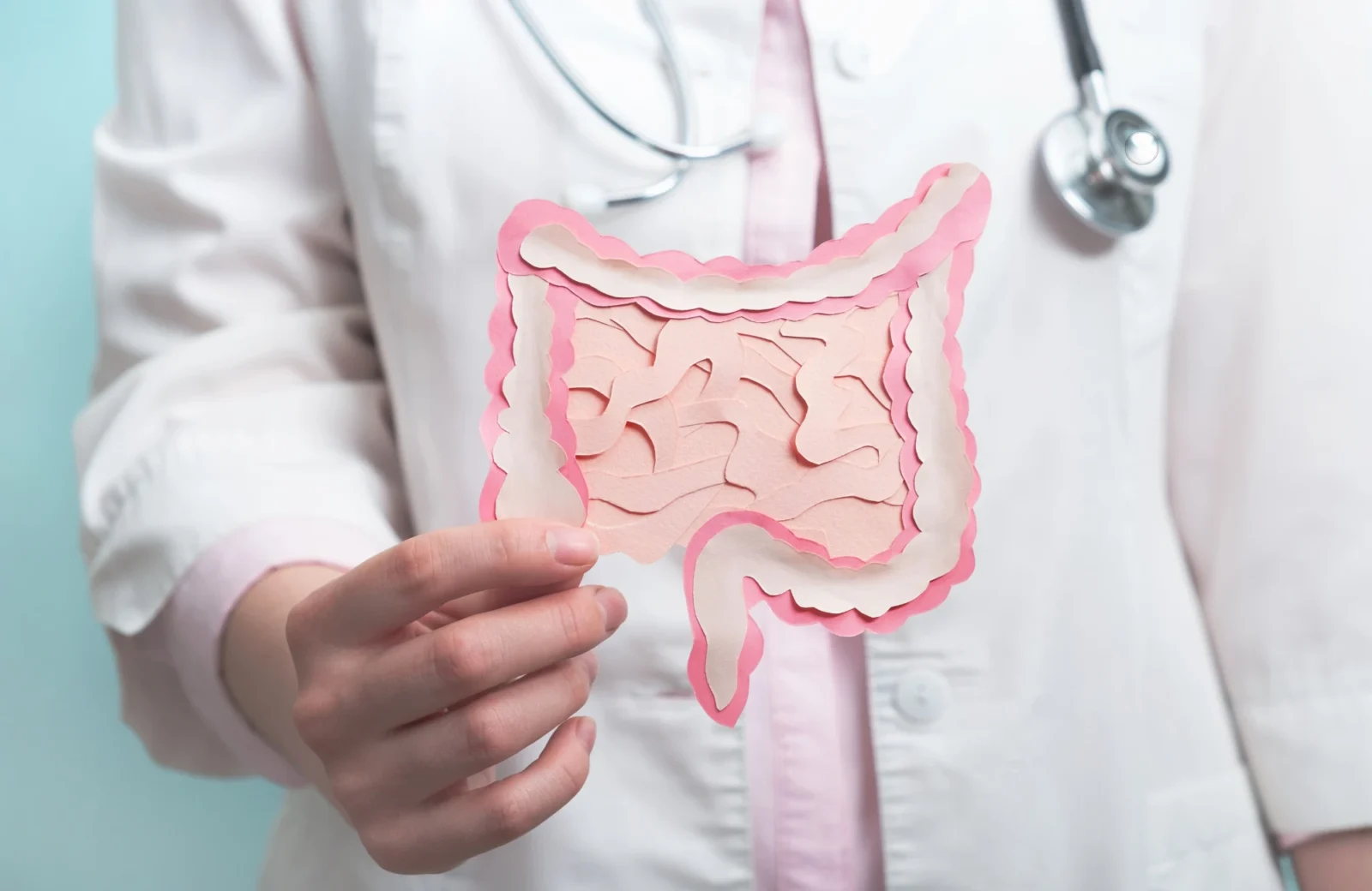 Doctor holding up modeled instestine
